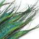 Natural Peacock Feathers - (Pack of 10)
